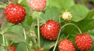 Картинка по теме - как ухаживать за садовой земляникой