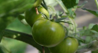 Картинка по теме - как приготовить зеленые помидоры