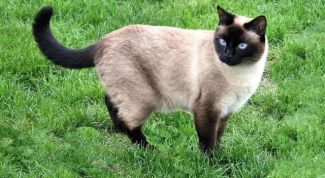 Картинка по теме - как отличить тайскую кошку от других