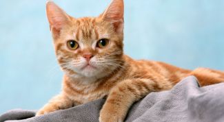 Картинка по теме - как выбрать кошачий сухой корм