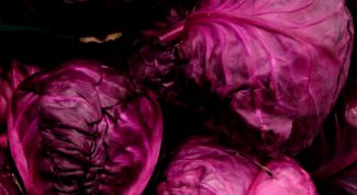 Картинка по теме - как заквасить капусту со свеклой