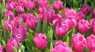 Картинка по теме - как сохранить тюльпаны зимой