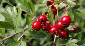 Картинка по теме - как вырастить боярышник