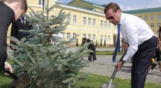 Картинка по теме - как высадить ель