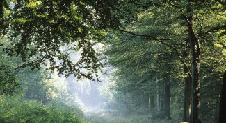 Картинка по теме - зачем нужны деревья