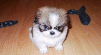 Картинка по теме - что нужно для щенка в первые дни жизни