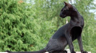 Картинка по теме - как выбрать ориентальную кошку