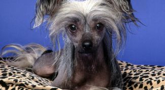 Картинка по теме - как разводить китайских собак