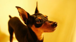 Картинка по теме - как купировать уши и хвост