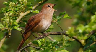 Картинка по теме - почему соловьи поют весной
