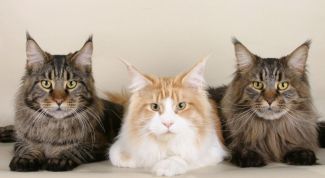 Картинка по теме - как избавить кота от блох