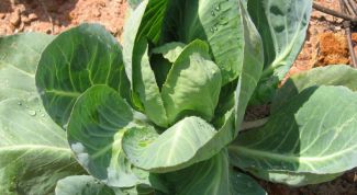 Картинка по теме - как сохранить полезные свойства капусты