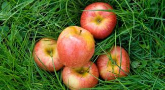 Картинка по теме - как приготовить яблочное вино