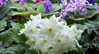 Картинка по теме - как купить фиалки