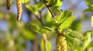 Картинка по теме - как очистить мочевыводящие пути