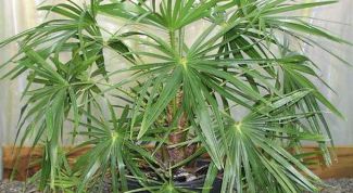 Картинка по теме - как вырастить комнатную пальму 
