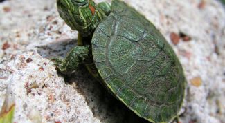 Картинка по теме - как кормить домашнюю черепаху