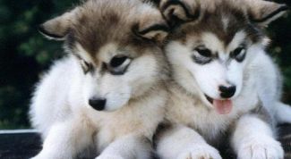 Картинка по теме - как назвать маленького щенка