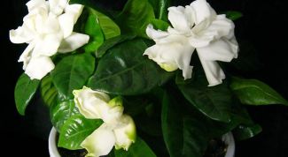 Картинка по теме - как поливать гардению