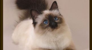 Картинка по теме - как сделать рамку на аватарку