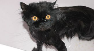 Картинка по теме - как вымыть кота