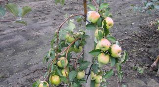 Картинка по теме - как сажать саженцы