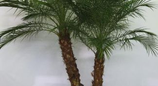 Картинка по теме - как растить пальму