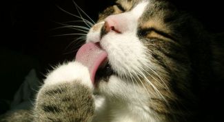 Картинка по теме - как лечить чесотку у кошки