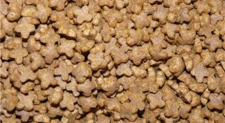 Картинка по теме - почему человеку нельзя есть кошачий корм