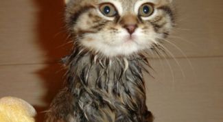 Картинка по теме - как мыть маленького котенка