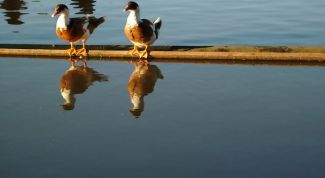 Картинка по теме - что такое кроссинговер в научной теории