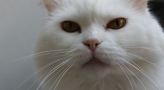 Картинка по теме - как дать имя коту