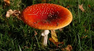 Картинка по теме - как нарисовать мухомор