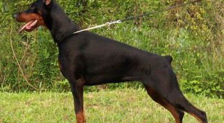 Картинка по теме - как купировать хвост у собак