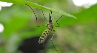 Картинка по теме - как нарисовать комара