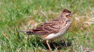 Картинка по теме - как нарисовать жаворонка