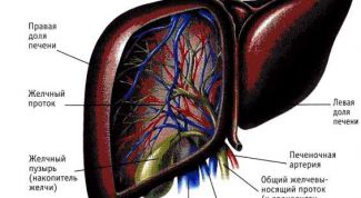 Картинка по теме - для чего нужна желчь