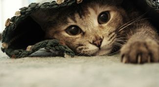 Картинка по теме - почему у кошек лезет шерсть