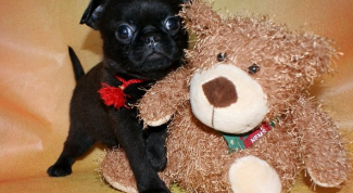 Картинка по теме - как отличить собаку грифона от других