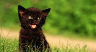 Картинка по теме - как избавить котенка от блох