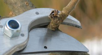 Картинка по теме - как подстричь деревья