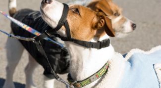 Картинка по теме - как надевать намордник