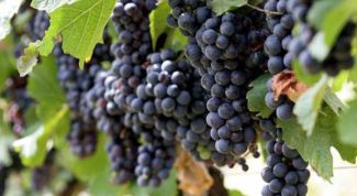 Картинка по теме - как сделать пресс для винограда