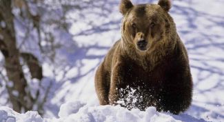 Картинка по теме - почему медведя будить нельзя