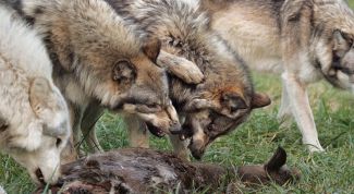 Картинка по теме - что такое популяция