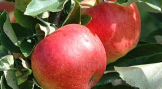 Картинка по теме - почему азотные удобрения вносят весной