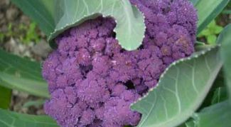 Картинка по теме - как хранить цветную капусту