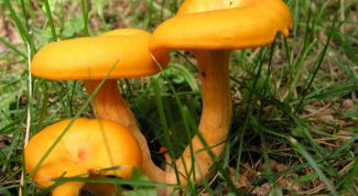 Картинка по теме - как замораживать лисички