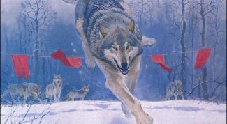 Картинка по теме - почему волки боятся флажков
