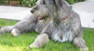 Картинка по теме - как воспитывать собаку волкодава